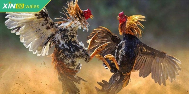 Đá Gà Online Xin88 - Hướng Dẫn Toàn Diện Cho Người Mới 3 Cách thức tính tiền cược